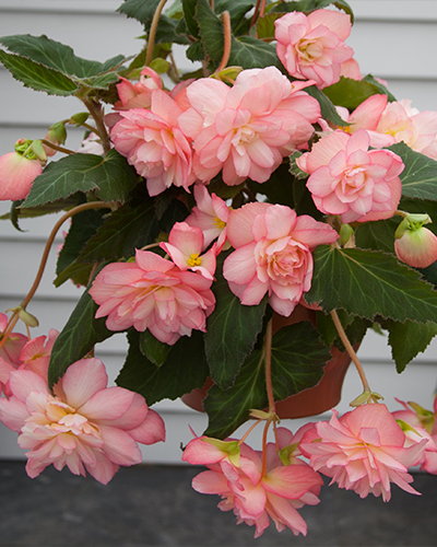 BEGONIA CASCADE FLORENCE 25 kusov